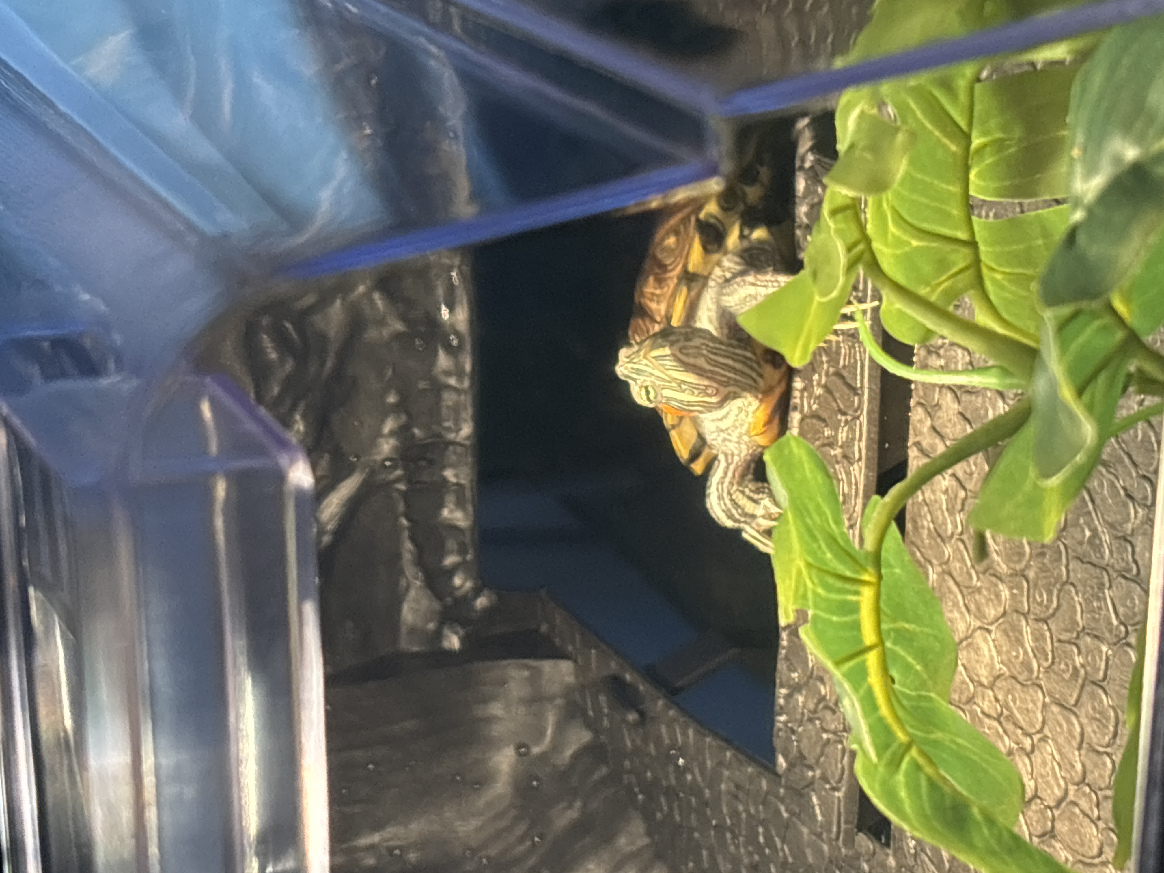 Playing with my turtle, Cone
